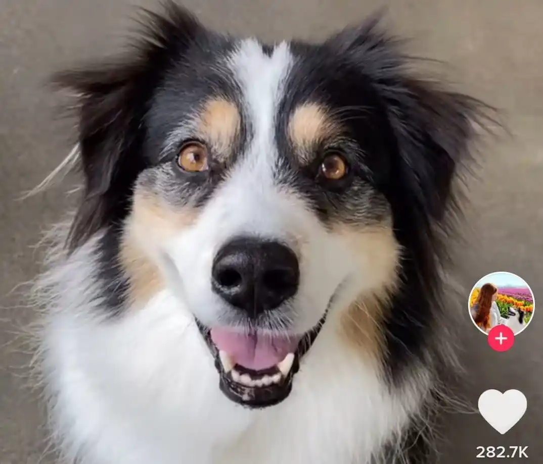 Perrito es viral al grabarse haciendo un Tik Tok (+video) ?