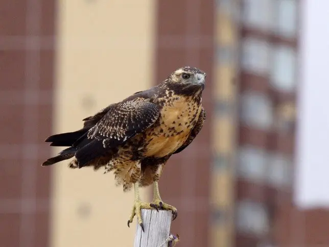 La visita de un ejemplar de águila mora, un ritual que se repite por estos días