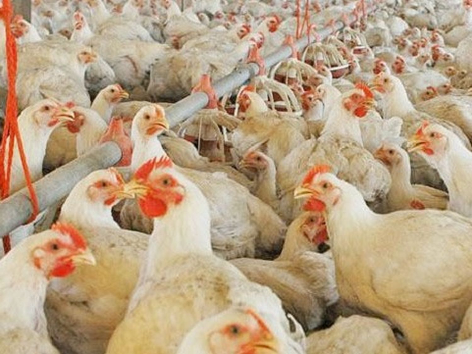 Durante enero, la brecha de precios del pollo bajó para los granjeros y también para los consumidores