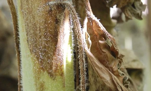 El fantasma de la C: el cancro del tallo pone en jaque al girasol