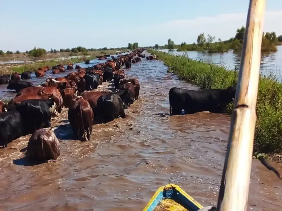 La crecida del Paraná mantiene en alerta a las zonas ribereñas y pone bajo seguimiento a los productores ganaderos del litoral
