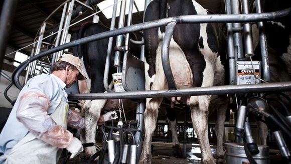 Cómo inscribirse al nuevo programa de asistencia para productores lácteos