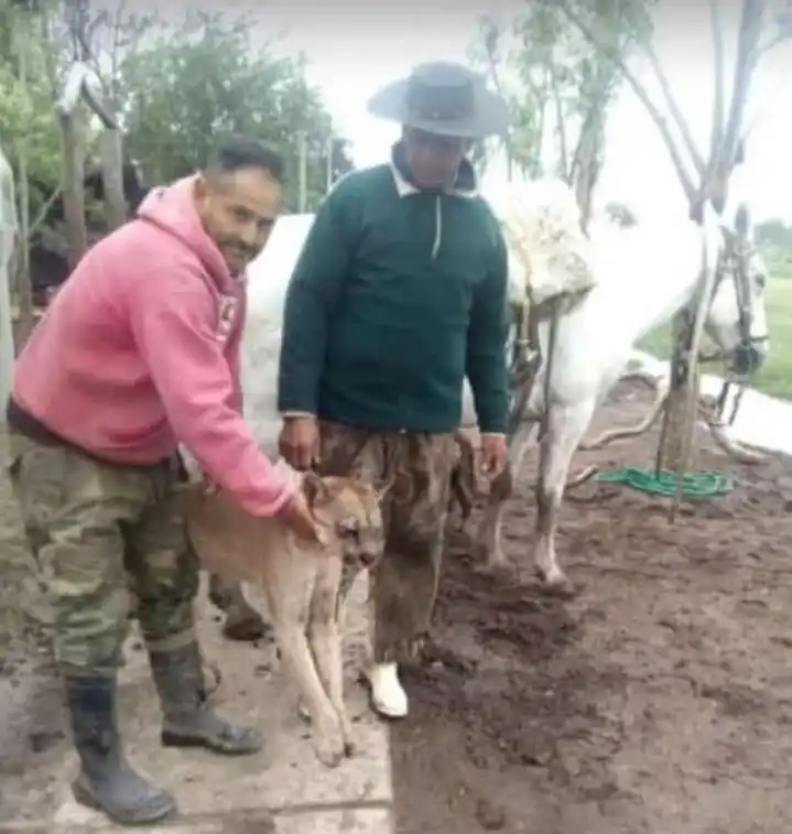 Entre Ríos: Mataron un puma en peligro de extinción y se sacaron selfies