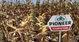 “Híbridos y herramientas de manejo que mejor se adaptan al cultivo de maíz”
