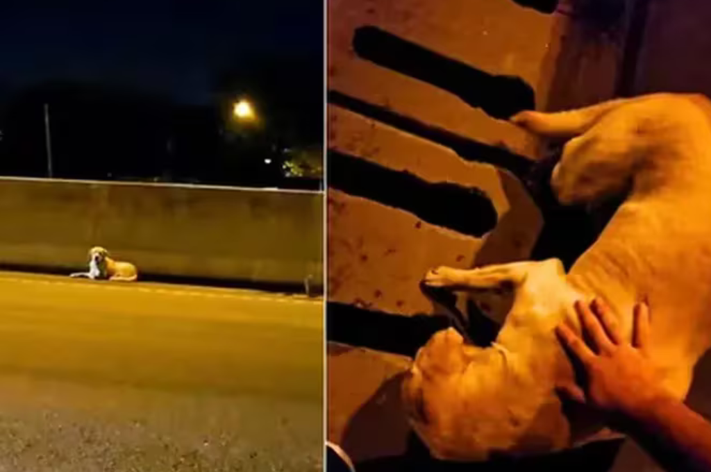 El perro rescatado de una autopista