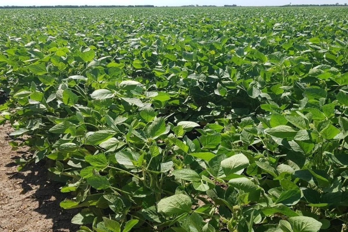 Los cultivares de soja temprana, nuevamente, avanzaron en sus estados reproductivos
