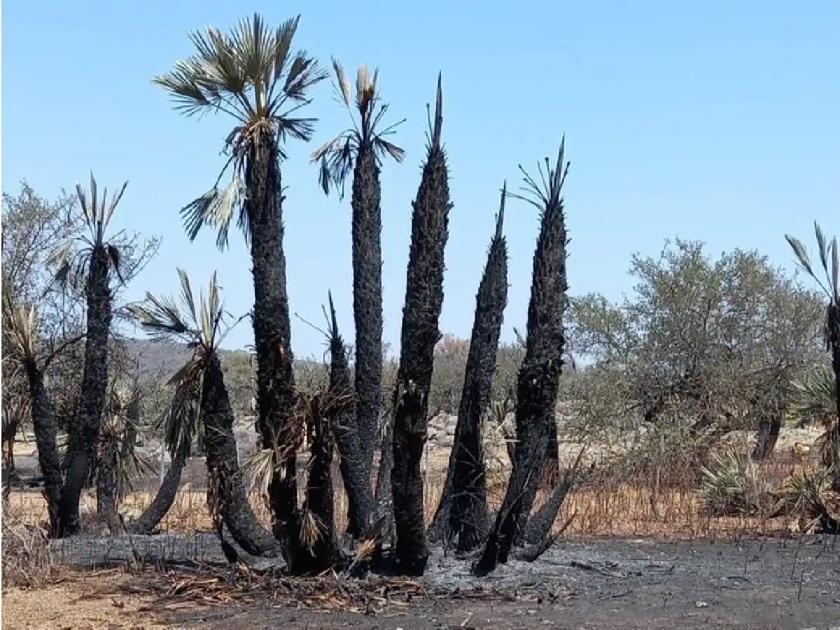 Incendios en el norte de Córdoba: no quedan focos activos y vigilan por “posibles reinicios”