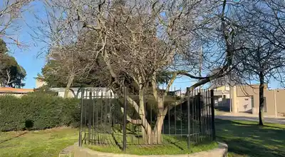 La higuera de Sarmiento se encuentra en el barrio San Juan.