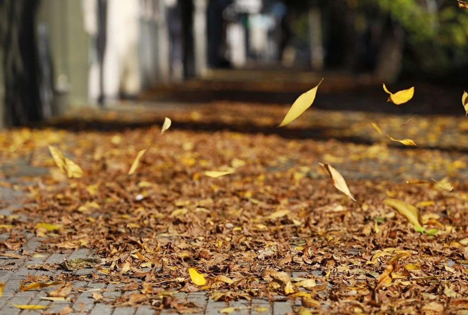 Otoño: el municipio refuerza el servicio de barrido y recolección de hojas