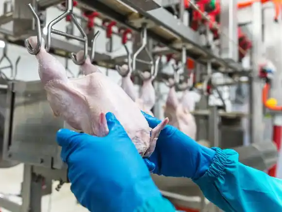 En los primeros 8 meses del año, crecen las exportaciones de carne aviar
