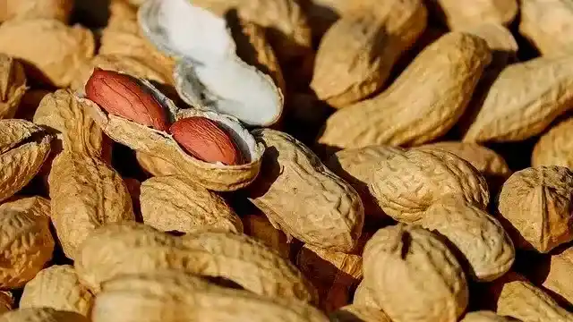 El maní argentino recortó su ambición récord