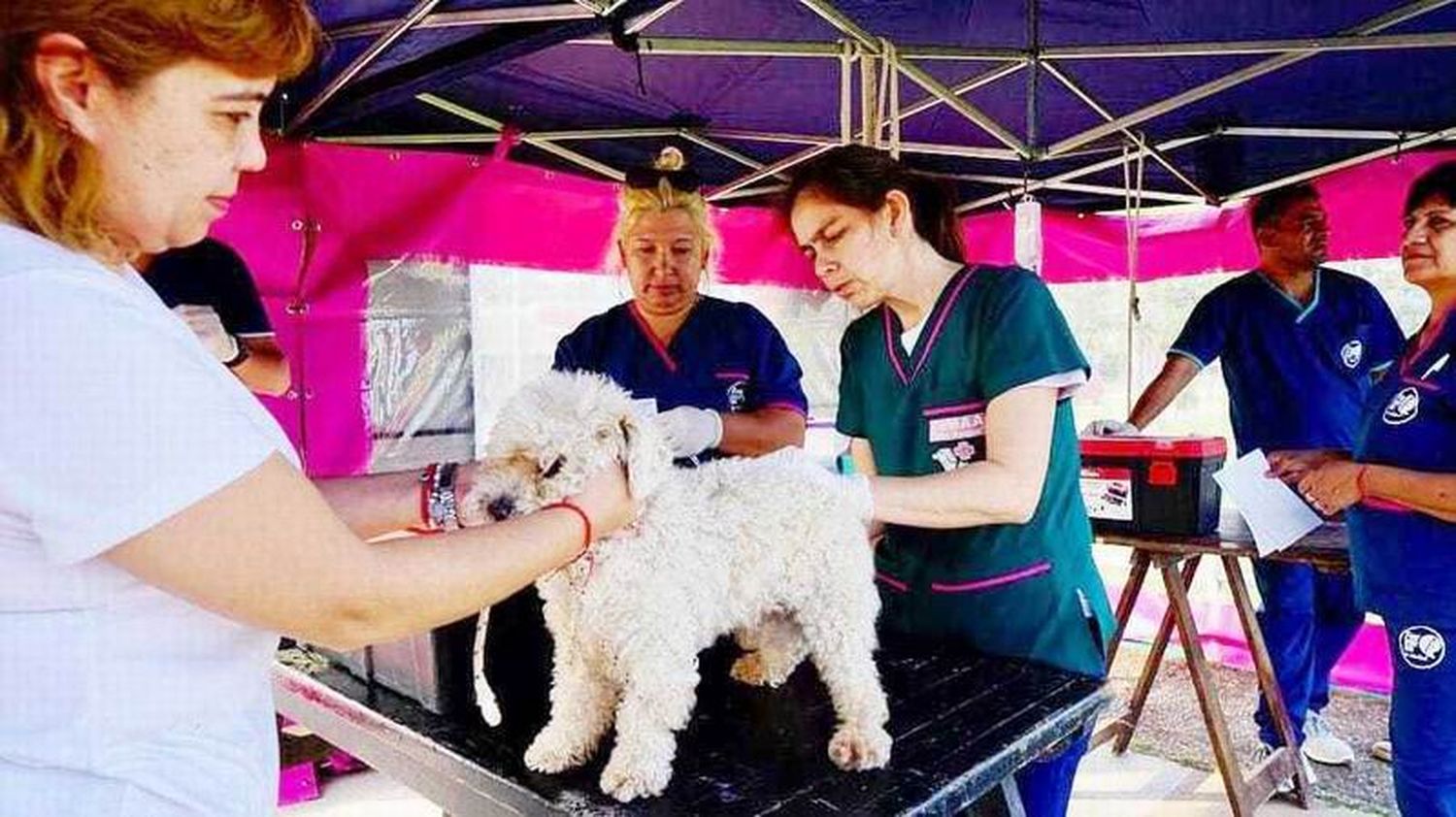 En los últimos meses la Municipalidad realizó 
más de 10.000 intervenciones en animales