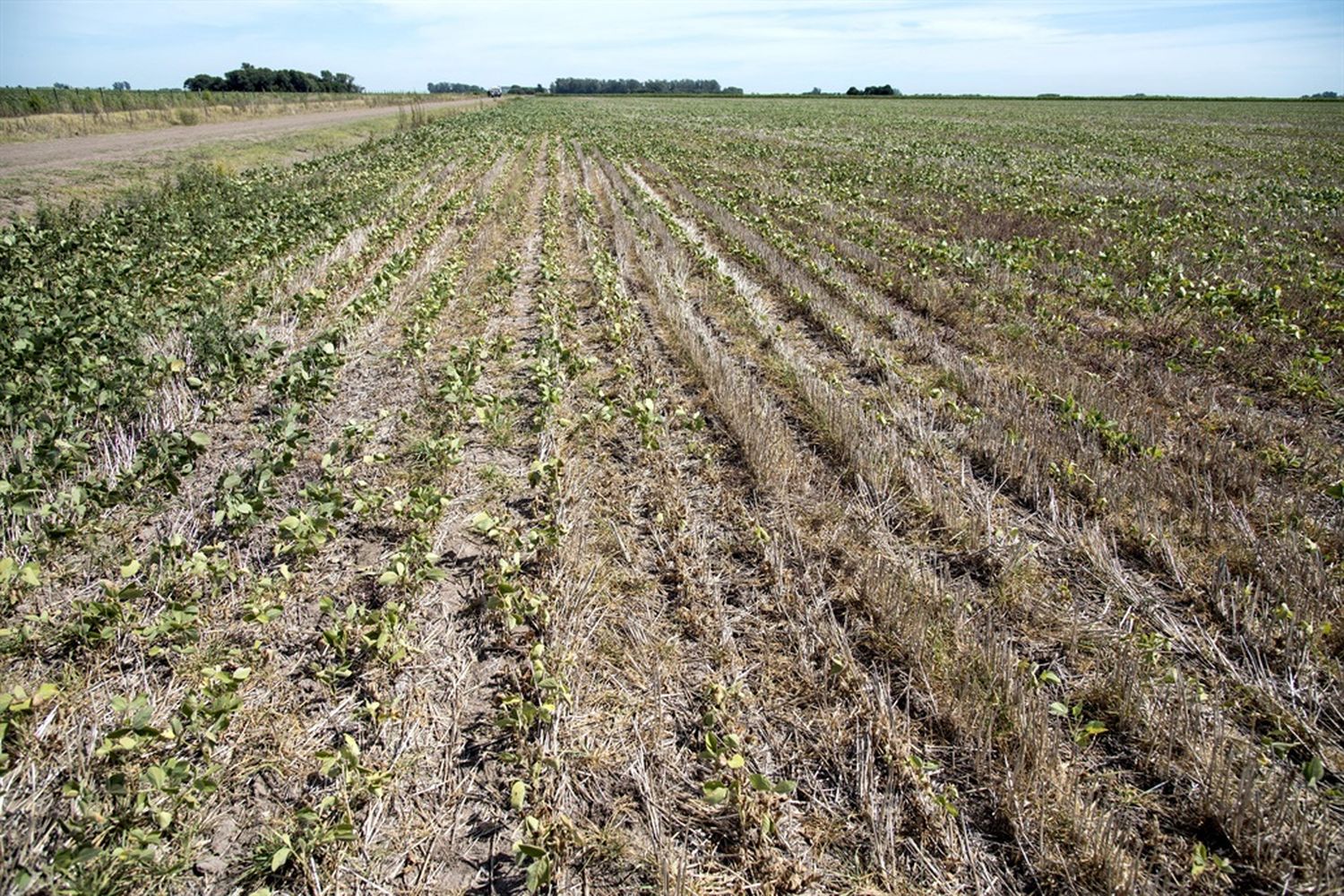 La Cámara de Diputados sancionó la ley que beneficia a productores agropecuarios por la sequía