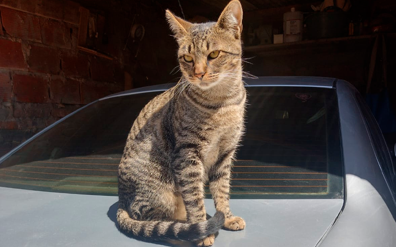 Buscan a este gato