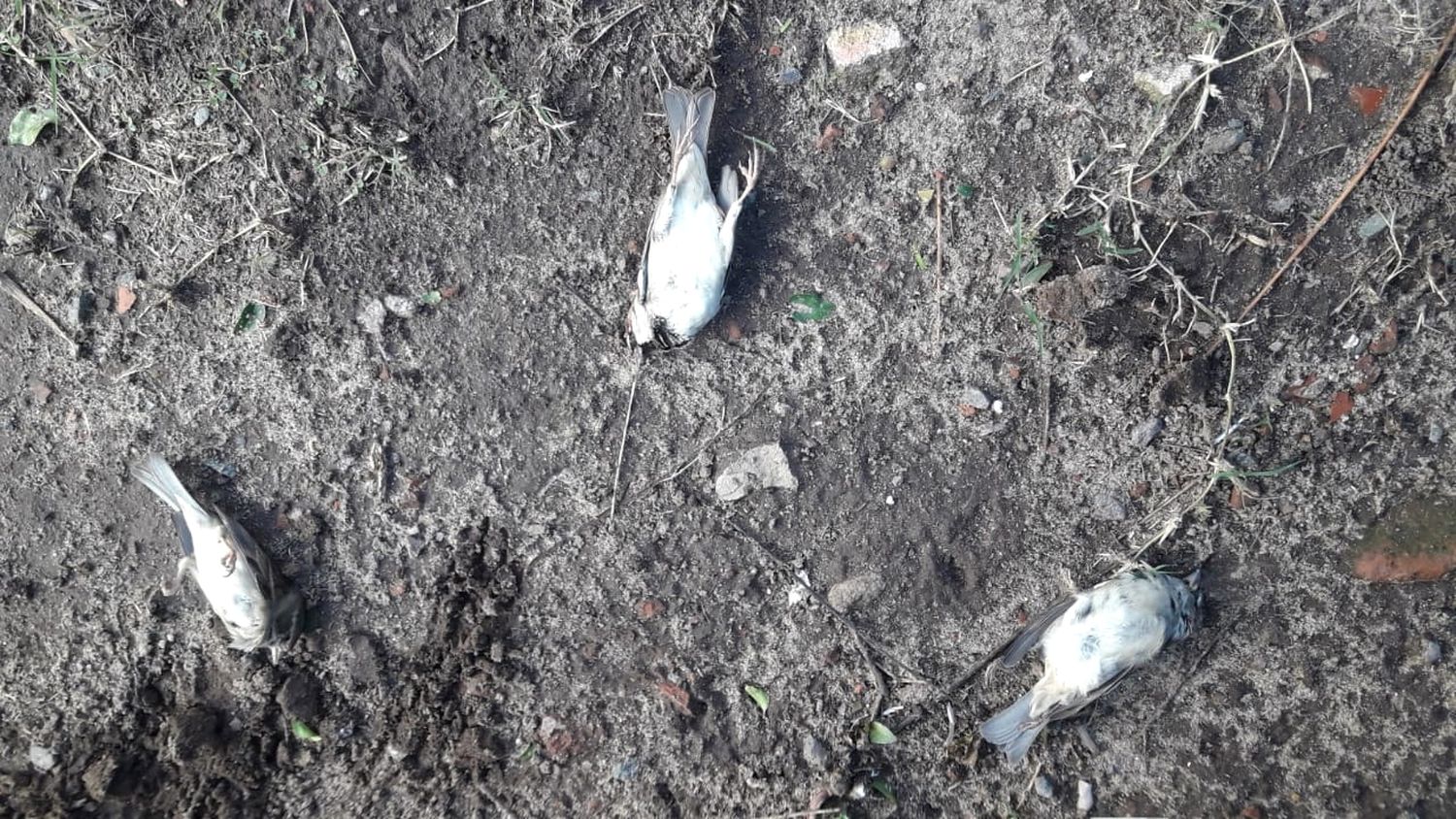 Villa Igoillo: vecinos denunciaron muerte de perros y pájaros