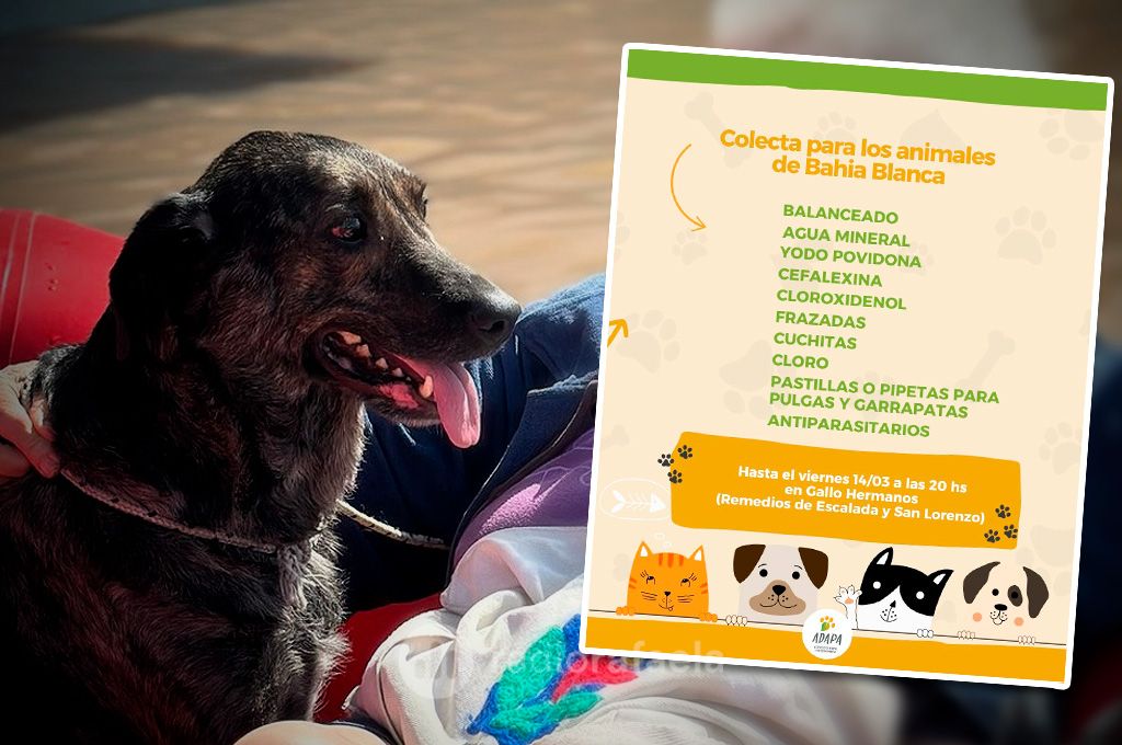 Colecta de medicamentos y balanceados para los animales de Bahía Blanca: “Esta ayuda también es urgente"