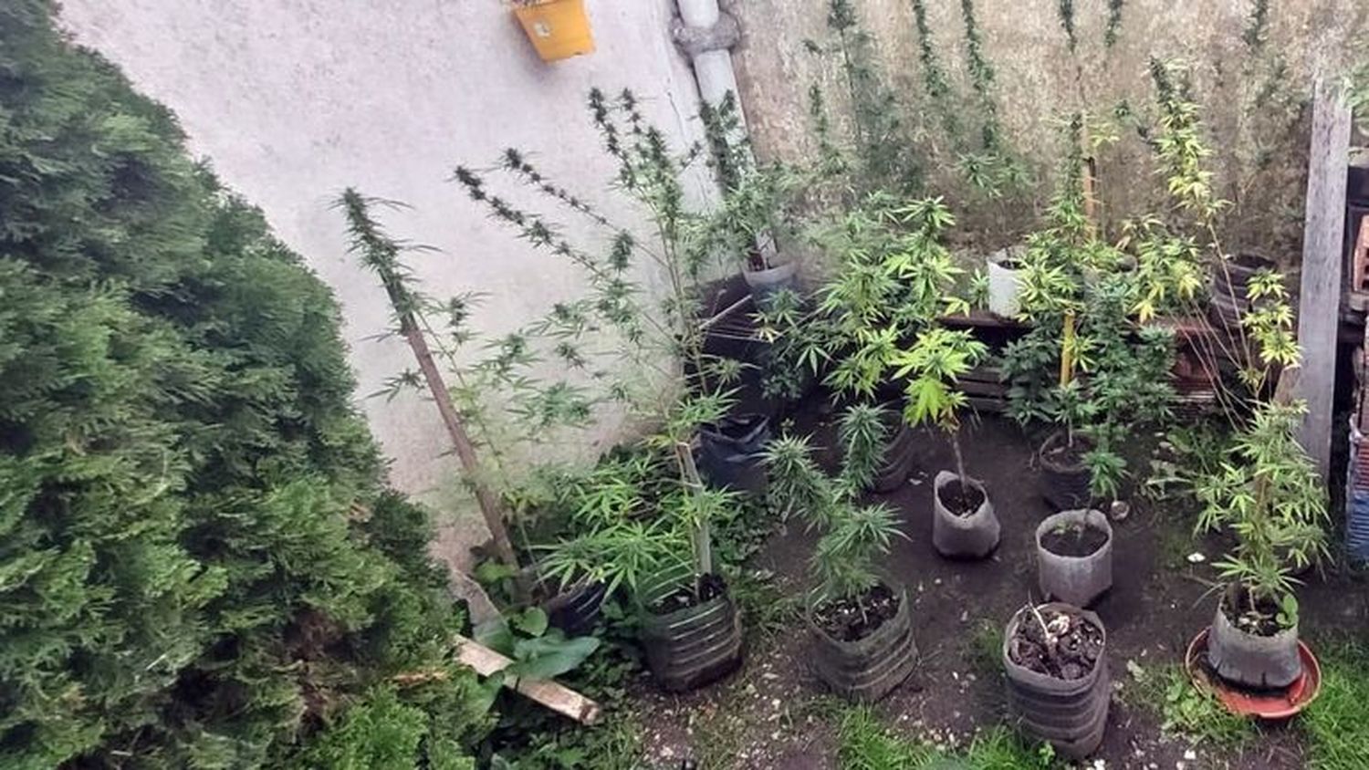 marihuana