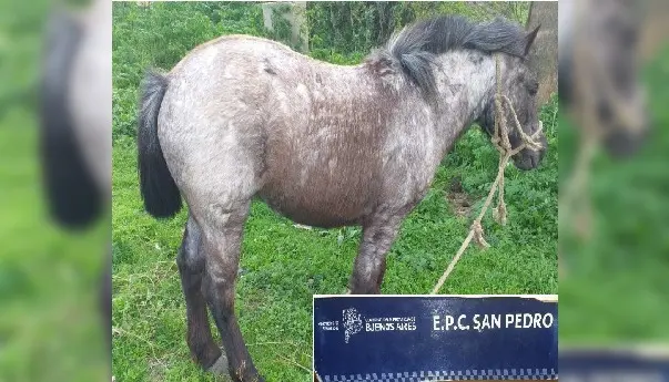 Aprehendieron a un niño de 12 años por robar un caballo del Corralón municipal