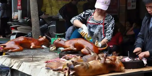 En medio de la pandemia, China abrió su feria anual de carne de perro