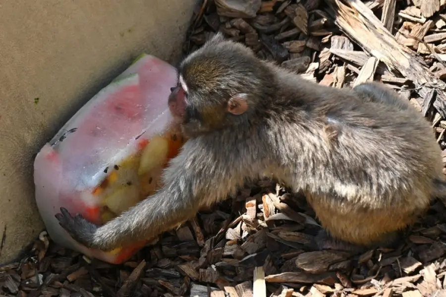 Los animales del zoo de Roma se enfrentan a la ola de calor con helados