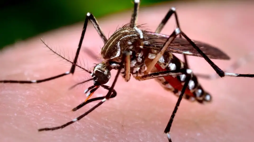 La fiebre chikungunya encendió las alarmas sanitarias en Argentina.