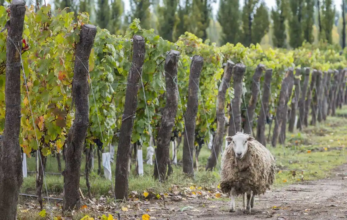 Existe una agricultura llamada “vegánica” y pregona que nutriendo al suelo se alimentará a las plantas