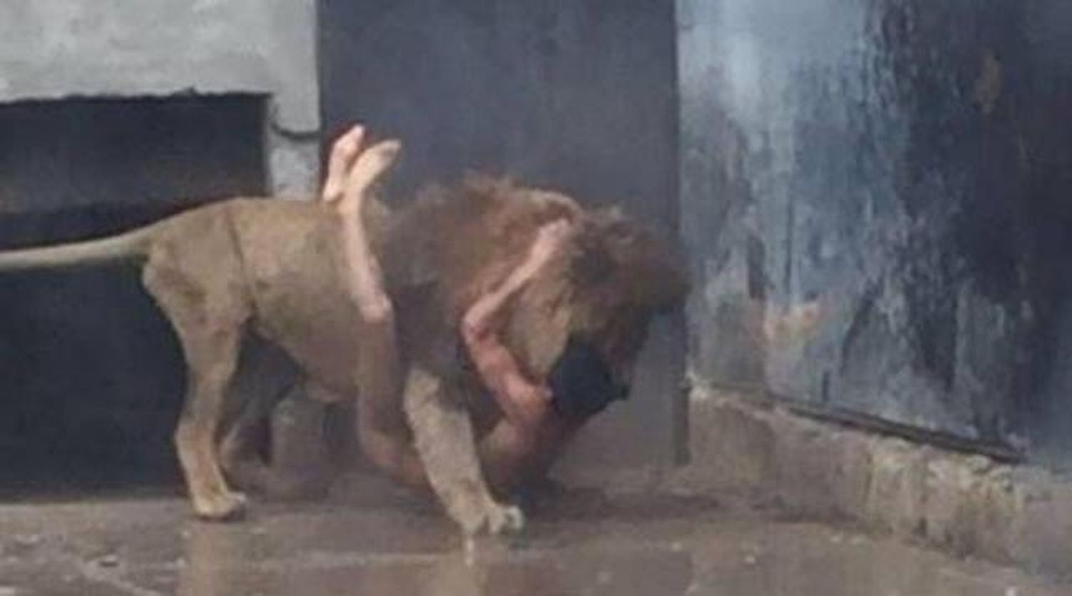 Video: Se arrojó a la jaula de los leones en un zoológico de Chile