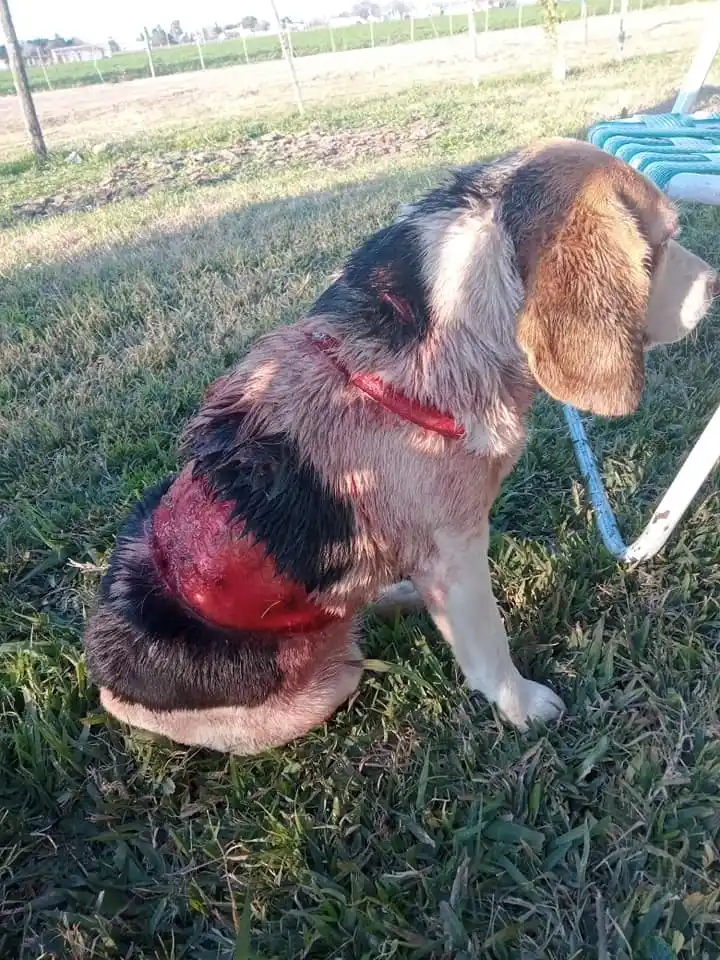 La Justicia de Gualeguaychú investiga un atroz caso de violencia animal