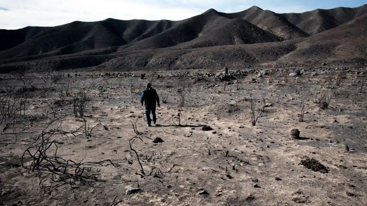 Convocan a voluntarios para reforestar las áreas quemadas de Potrerillos