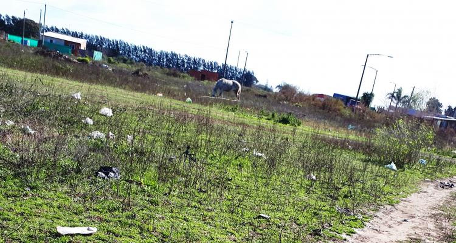 Tras el caso Gaspar, vuelve el debate sobre los caballos en la zona urbana