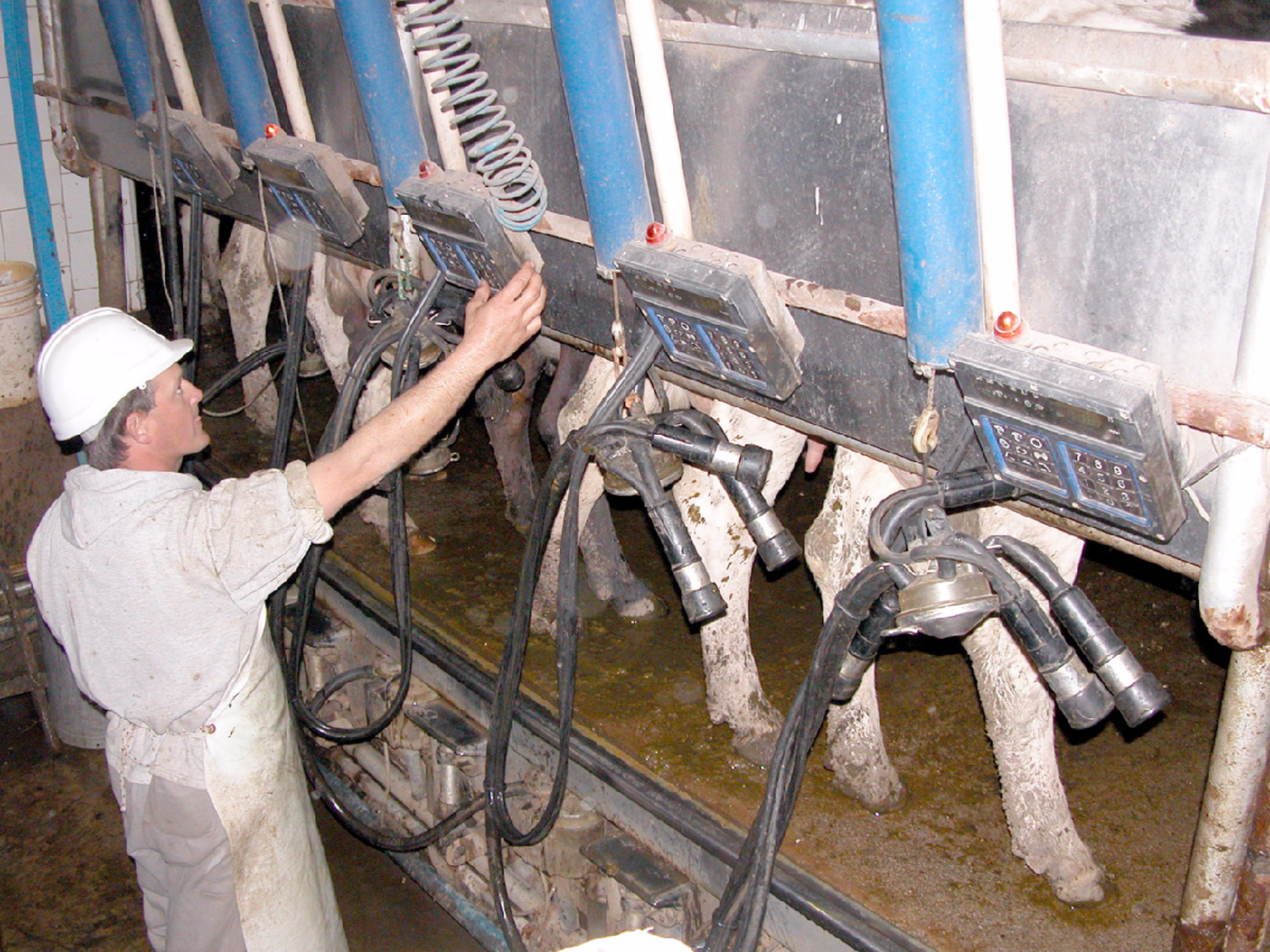 Cambios en el IVA de la leche: “necesitamos más claridad para saber si beneficia o perjudica ”