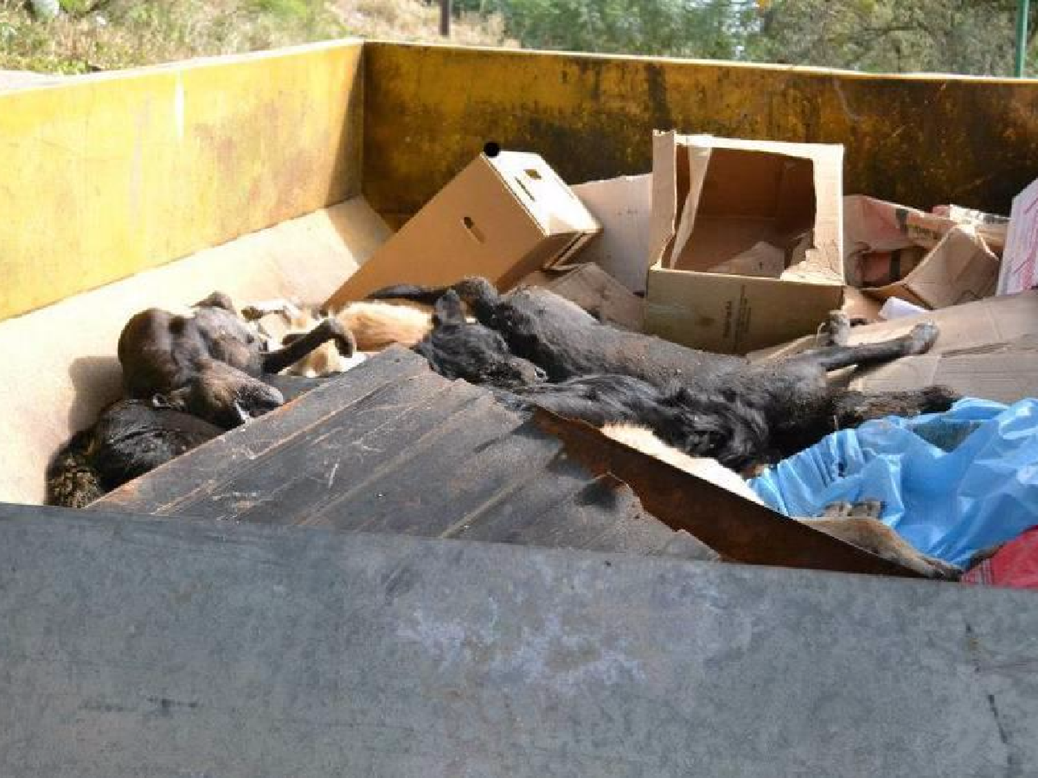 Matanza de perros: absuelven al ex intendente de Deán Funes