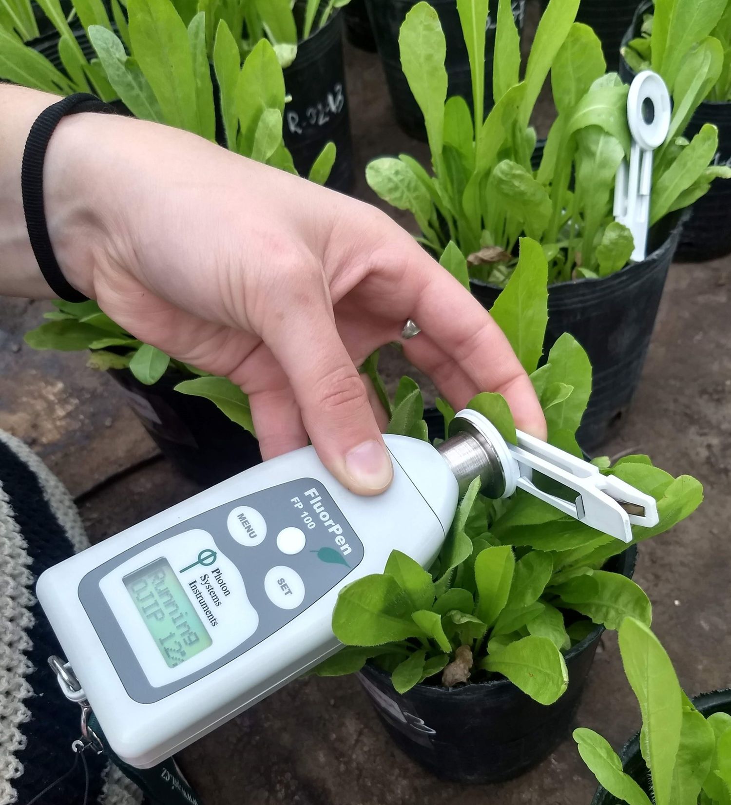 Crean nanoherbicidas para reducir el impacto ambiental del agro
