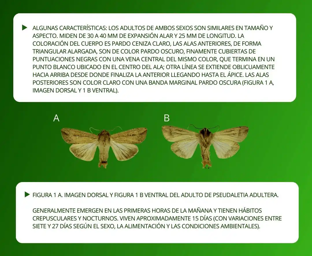 oruga militar