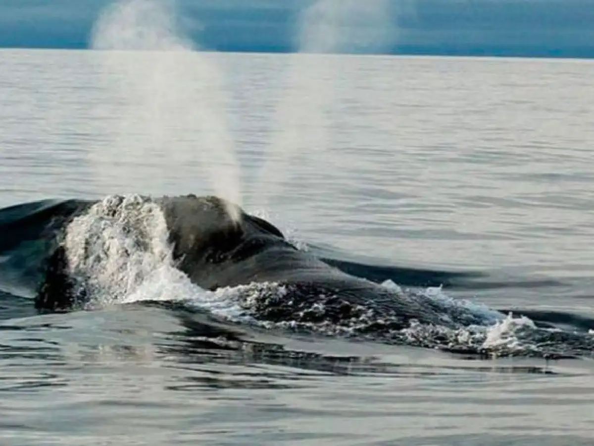 Por primera vez en la historia graban el canto de una ballena franca
