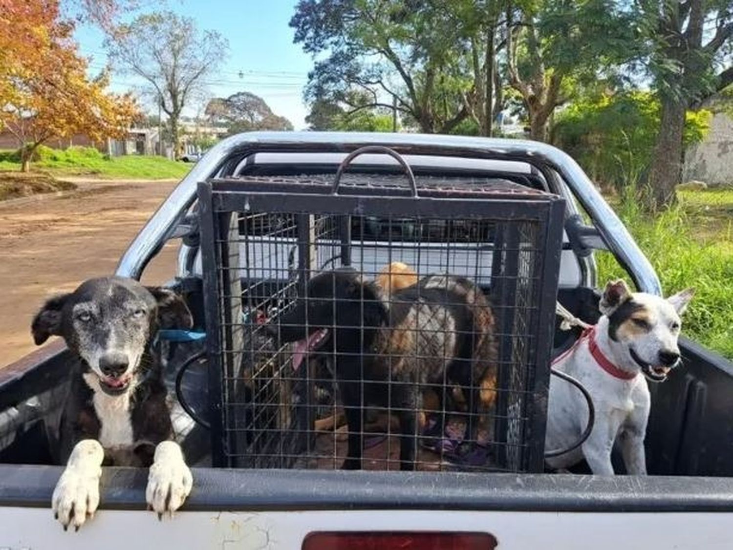 Rescataron más de 20 perros en mal estado tras el allanamiento de una vivienda vinculada al narcotráfico