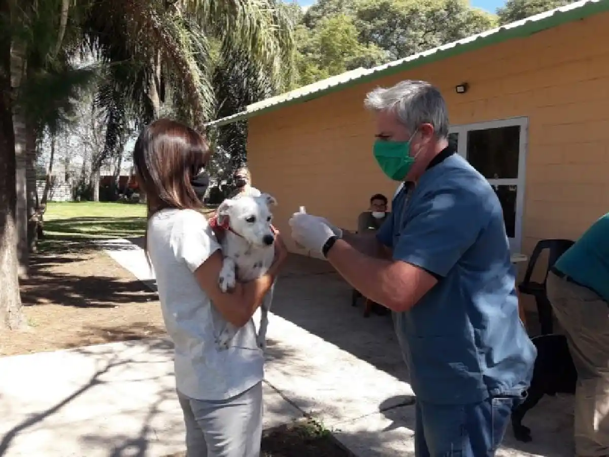 Continúa el jueves la vacunación antirrábica en barrio La Milka 