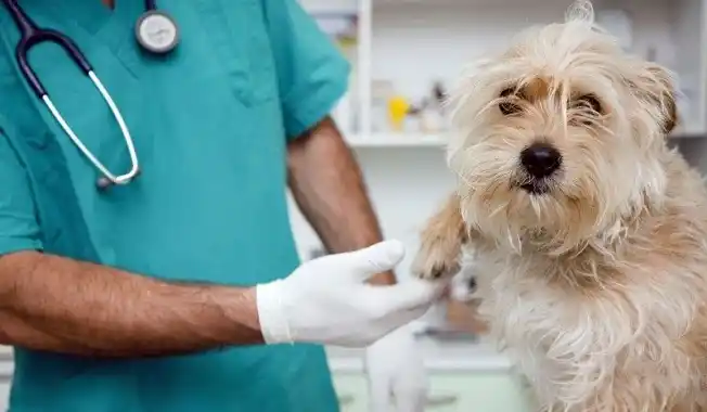En dos años se duplicaron la castraciones de mascotas