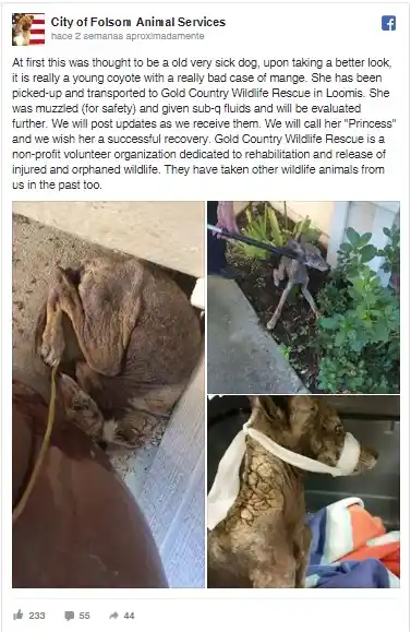 Creyó haber rescatado una perrita, pero se llevó una gran sorpresa