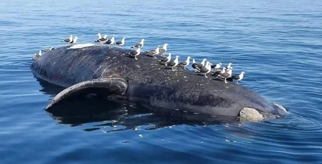 Se reveló el motivo por el que murieron al menos 30 ballenas en Península Valdés