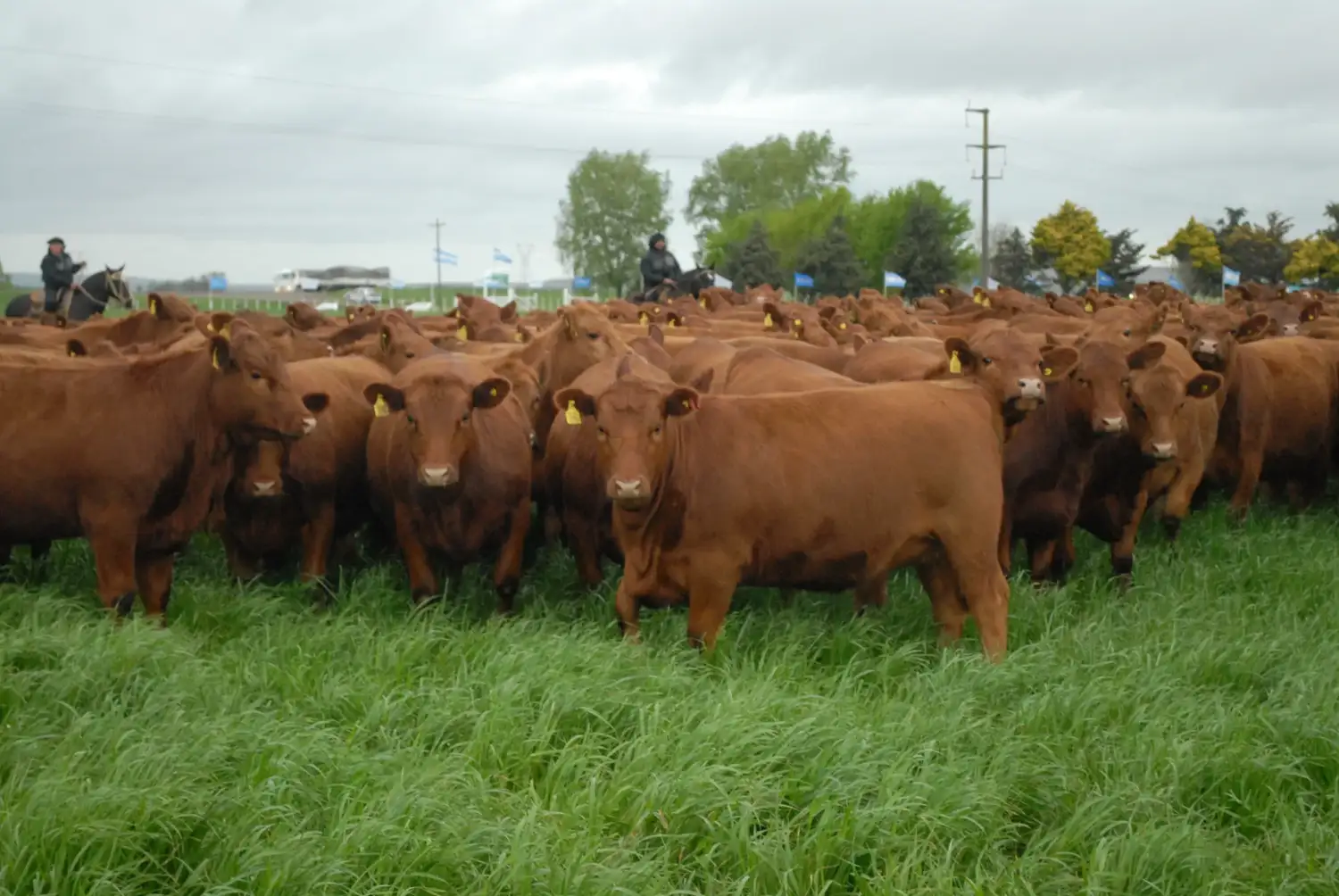 NUESTRO CAMPO | La ganadería alcanzó un récord histórico de endeudamiento y crece el peso de los créditos en dólares - 4