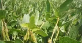 La siembra argentina de soja finalizaría la próxima semana