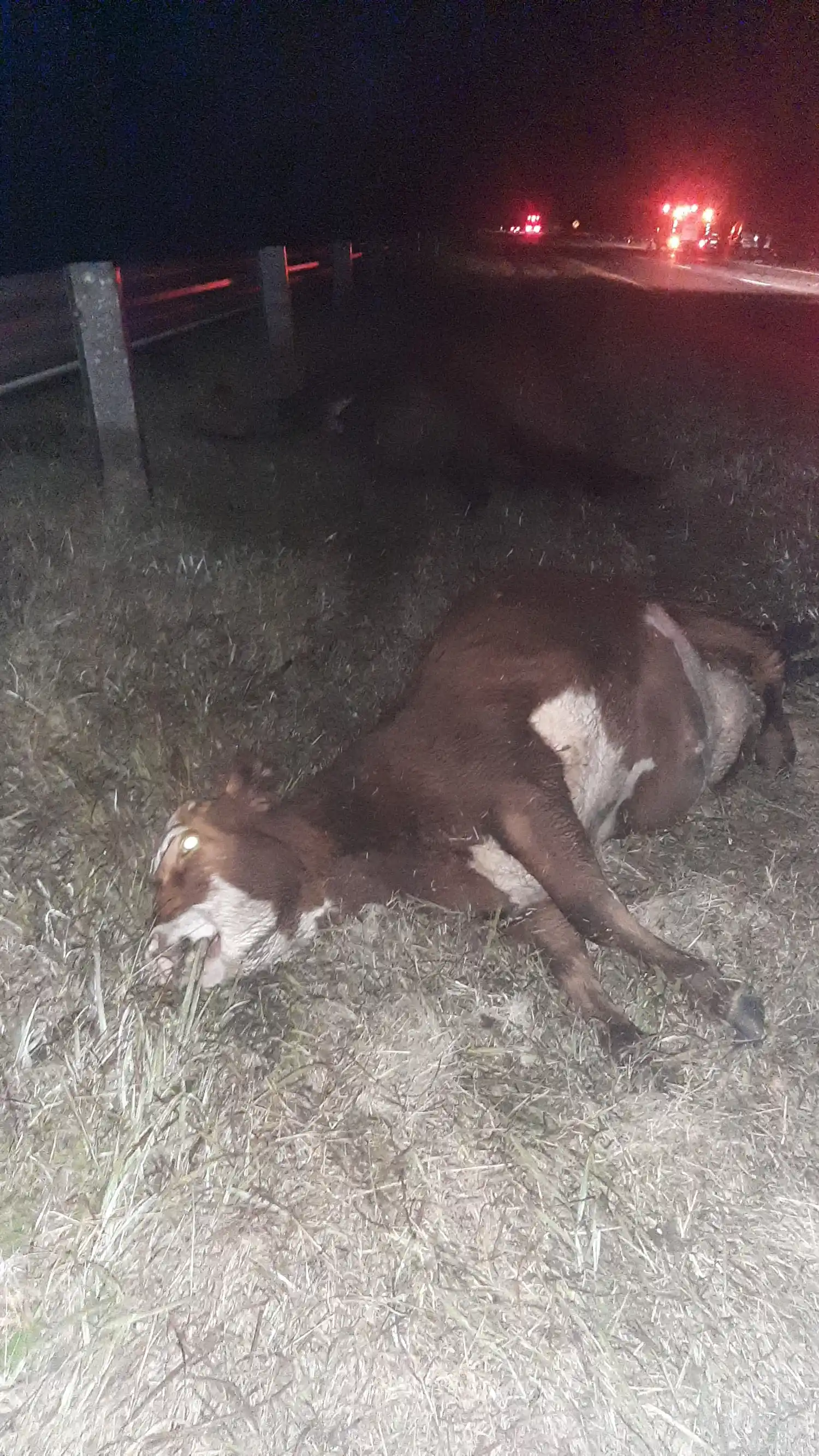 Una camioneta chocó contra dos vacunos sueltos en la Ruta 12 y un camión volcó en Brazo Largo