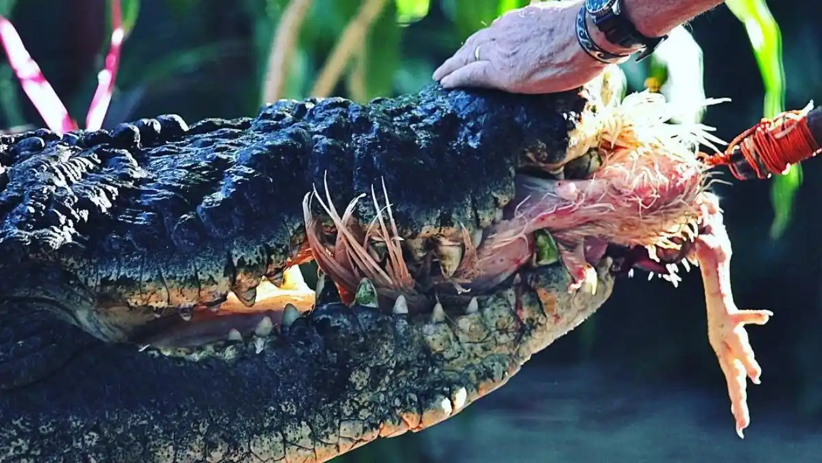 CENTENARIO: falleció Cassius, el cocodrilo más grande del mundo en cautiverio