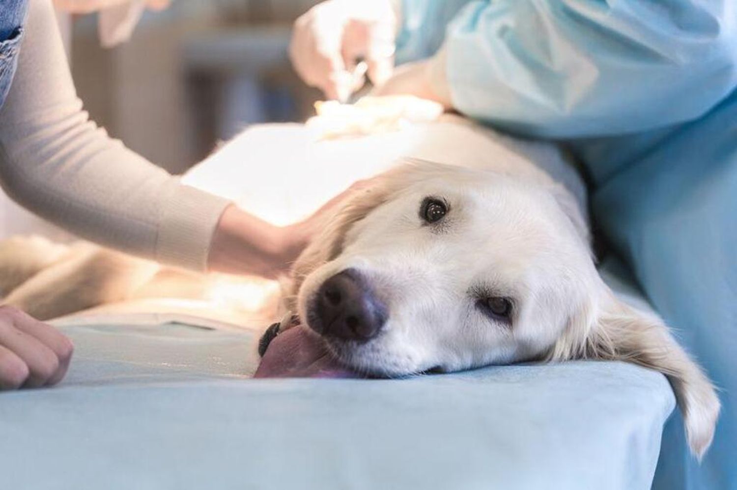 La castración mejora la calidad de vida de los perros