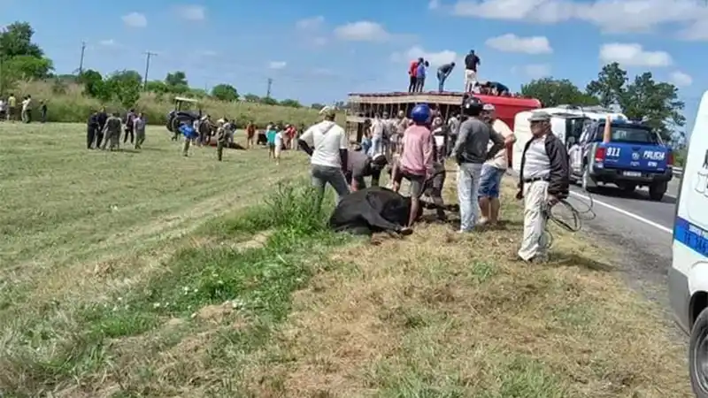 Un camión con ganado volcó en la ruta y faenaron vacas en la banquina