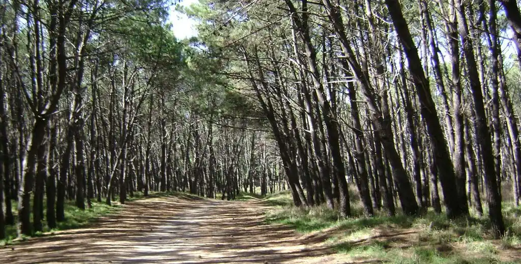 Invertirán U$S 75 millones para construir un parque eólico