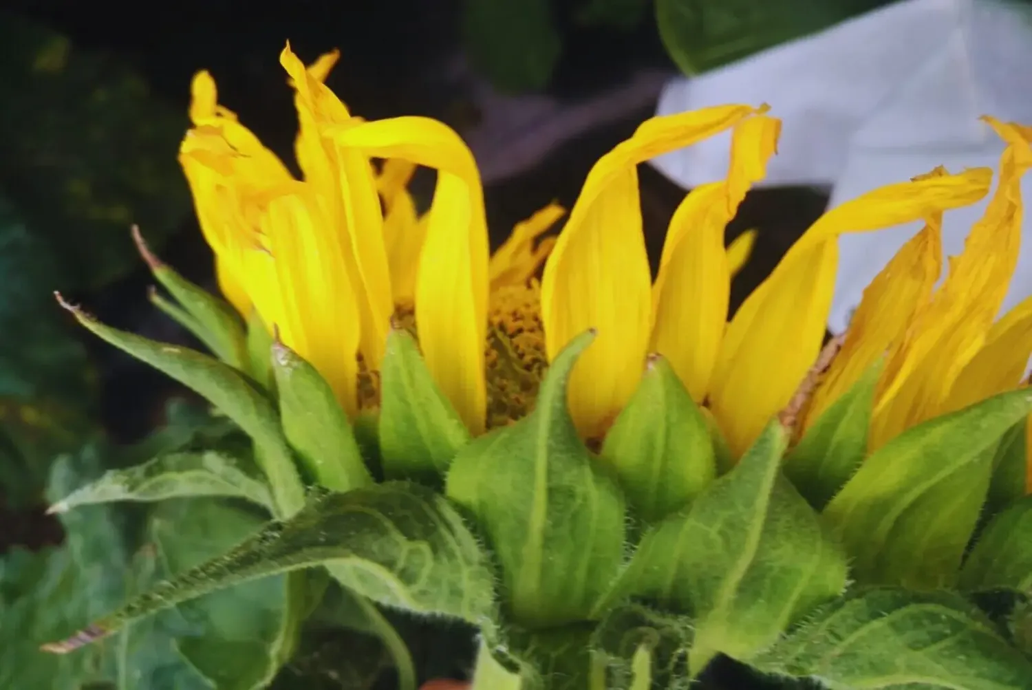 SunPheno, la inteligencia artificial aplicada al girasol