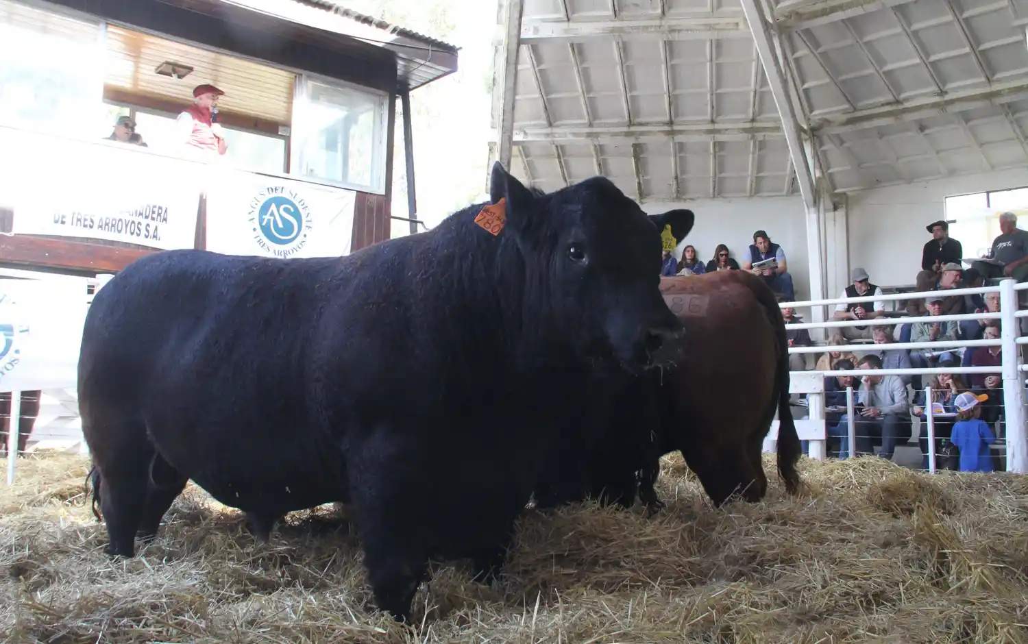 Angus del Sudeste pone segunda en la pista de la Rural