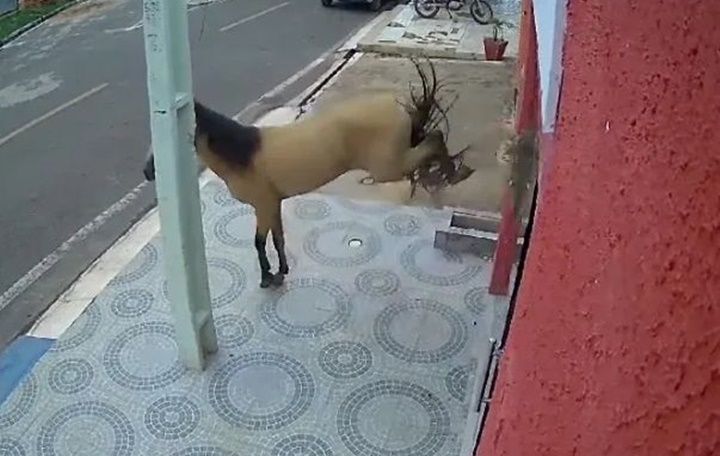 Después de romper la puerta, no entró a la clínica y se fue.